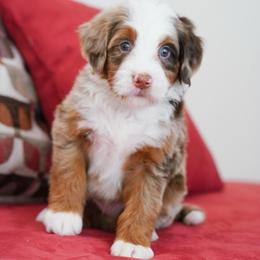 Brownie - Chocolate merle male Bernedoodle puppy in Dundee, Ohio from Down Home Doodle