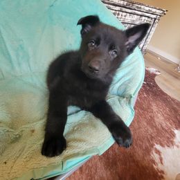 Deuce - Black female German Shepherd puppy in Cave City, Arkansas from Bayou Valley Shepherds and Hunt Terriers