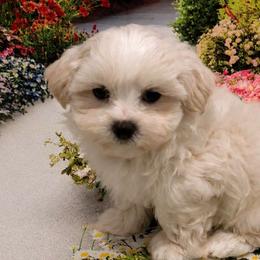 Oliver - White male Maltese puppy in North Myrtle Beach, South Carolina from Perfect Puppies