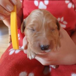 Yellow - Dark golden female Golden Retriever puppy in Lanesboro, Minnesota from Eagle Ridge Golden Retrievers