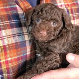 Charlie Brown - Toy Choc Brown - Brown male Poodle puppy in Falcon, Missouri from Cedar House Heritage Poodles | AKC Toy & Miniature Poodle Puppies Raised in Home