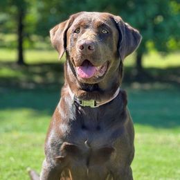 Vega - Labrador Retriever