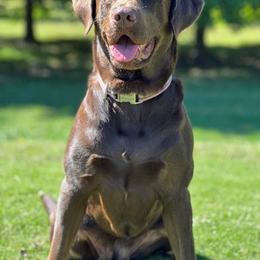 Vega - Labrador Retriever