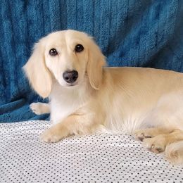 Pooka - Dachshund