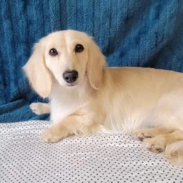 Pooka - Dachshund