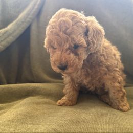 Bluey - Cream male Poodle puppy in Chipley, Florida from Nokoluma