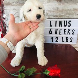 Pyredoodle and Sheepadoodle Puppies from Davis Family Doodles