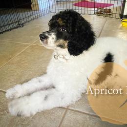 Goldendoodle and Poodle All Grown Up from Apricot Poodles & Goldendoodles