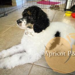 Goldendoodle and Poodle All Grown Up from Apricot Poodles & Goldendoodles