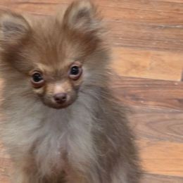 Otter Pop - Chocolate sable female Pomeranian puppy in El Centro, California from BabyBooPoms