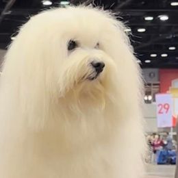 Cotons de Tulear and Golden Retrievers from Four Lochs LLC