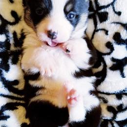 American Corgi and Pembroke Welsh Corgi Puppies from Whimsical Treasure Corgis