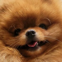 Pomeranians from Sharon's Pomeranians