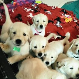 Golden Retriever Puppies from Loyal Golden Retrievers