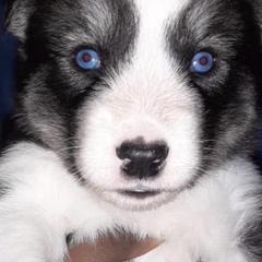 Siberian Husky Puppies from Throne of White Wings