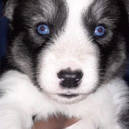 Siberian Husky Puppies from Throne of White Wings