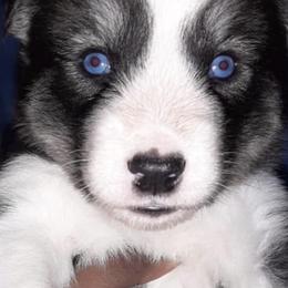 Siberian Husky Puppies from Throne of White Wings