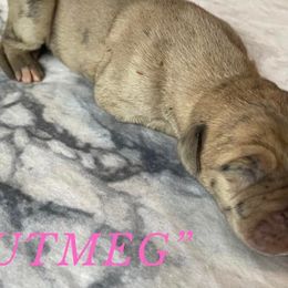 Nutmeg - Great Dane puppy in Loris, South Carolina from Outback Danes
