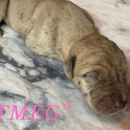 Nutmeg - Great Dane puppy in Loris, South Carolina from Outback Danes