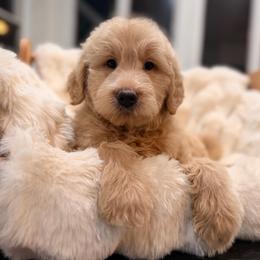 Something in the orange - Cream male Goldendoodle puppy in North Royalton, Ohio from Johnson's Doodles