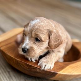 Velma - Red and white female Cockapoo puppy in Ellaville, Georgia from Lakeside Cockapoos
