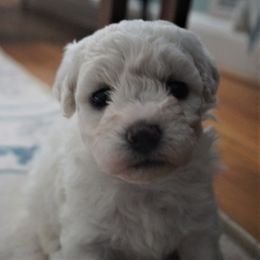 Boy 1 - White male Bichon Frise puppy in Towson, Maryland from Baltimore Bichons, Inc.