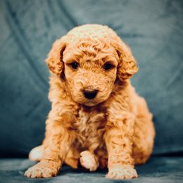 Poodle Puppies from Reuter Clan Poodles