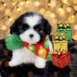 Shichon and Shih Tzu Puppies from Angie’s Teddy Bear Puppies Minnesota