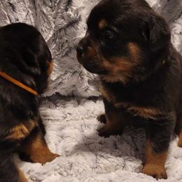 Girl 2 - Black and mahogany Rottweiler puppy in Tucson, Arizona from Vertrag Rock Rottweiler