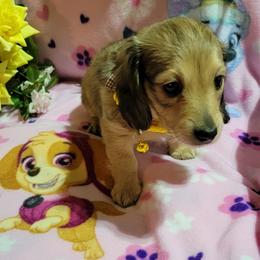 Dachshund Puppies from CLARK'S BREEDING PROGRAM