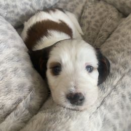 Margot - Piebald female Dachshund puppy in Trenton, Florida from Tweenie Weenie Dachshunds
