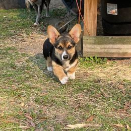 Nolan - Black and tan Pembroke Welsh Corgi puppy in Saint Johns, Florida from Colebrooke Farm