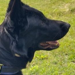 German Shepherds from Julie's German Shepherds