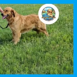 Golden Retriever puppies from Splish Splash Goldens LLC