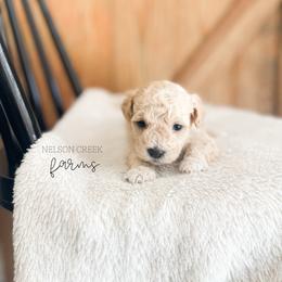 Blue - Clark Kent - Apricot male Maltipoo puppy in Huntsville, Texas from Nelson Creek Farms
