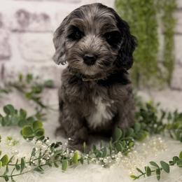 Platinum - Blue male Australian Labradoodle puppy in Brush Prairie, Washington from Fancy Pants Labradoodles