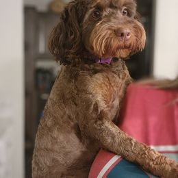 Oaklynn - Bernedoodle