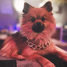 Pomeranians from Felishan Farm's