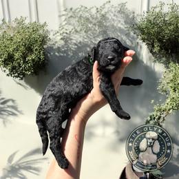 Keir - Black male Poodle puppy in Spring Hills, Florida from The Olympus Standard Poodle