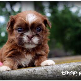 Emmeline - Liver female Shih Tzu puppy in Warren, Michigan from Danielle's Yorkie Babies