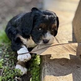 Mears - Black white and tan female Cockapoo puppy in Marietta, South Carolina from River Falls Cockapoos