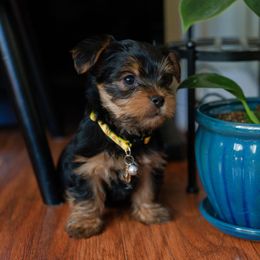 Yorkshire Terrier Puppies from Precious Puppies