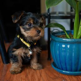 Yorkshire Terrier Puppies from Precious Puppies