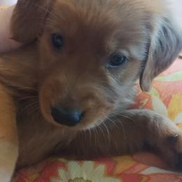 Dark Pink - Dark golden female Golden Retriever puppy in Davisboro, Georgia from Ginger Snap Golden Retrievers