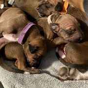Azawakh Puppies from Azawakh Ayur-es-Sahel