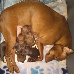 Girl 2 - Red female Miniature Pinscher puppy in Cincinnati, Ohio from ALL AMERICAN K9 LLC