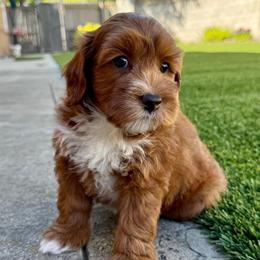 Gill - Red male Australian Labradoodle puppy in Roseville, California from Darby Park Doodles