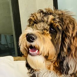 Gracie - Bernedoodle