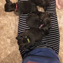 French Bulldog Puppies from Crooked C Ranch