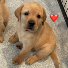 Red collar - Yellow male Labrador Retriever puppy in Clinton, Tennessee from Summer Rose